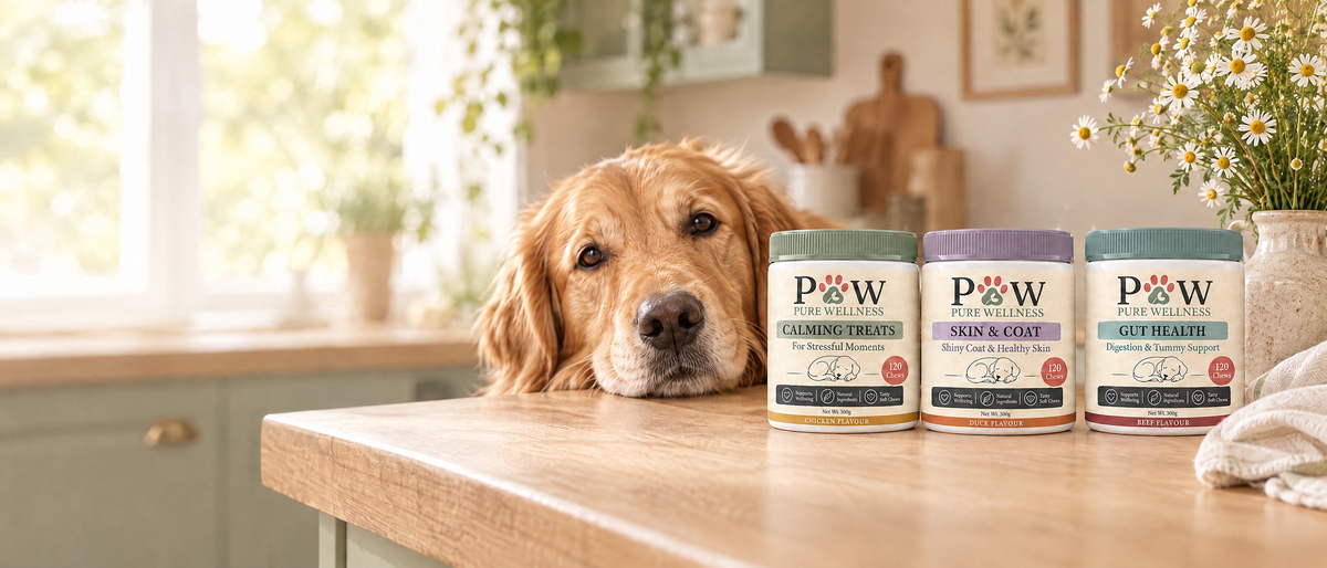 Paw Pure Wellness jars on a farmhouse kitchen counter with a golden retriever